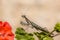 European praying mantis on geranium flower