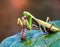 European Praying Mantis (Mantis religiosa), close up