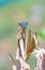 European praying mantis on a twig