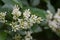 European privet, Ligustrum vulgare, close-up of fragrant inflorescence