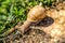 European pulmonate land snail.