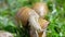 European pulmonate land snail (Helix aspersa)