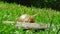 European pulmonate land snail (Helix aspersa)