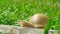 European pulmonate land snail (Helix aspersa)