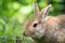 European rabbit