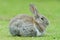 European Rabbit