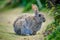 European Rabbit