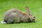 European Rabbit eating grass