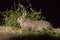 European rabbit foraging at night