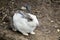 European Rabbit (oryctolagus cuniculus)