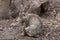 European rabbit (Oryctolagus cuniculus).