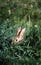 EUROPEAN RABBIT oryctolagus cuniculus, ADULT CAMOUFLAGED IN GRASS