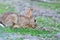 European rabbit Oryctolagus cuniculus, lying on shore of wetland, natural park of mallorca spain