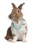 European Rabbit wearing pearl necklaces