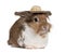European Rabbit wearing a straw hat