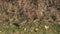 European Rabbit or Wild Rabbit, oryctolagus cuniculus, Young running through Meadow