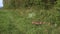 European Rabbit or Wild Rabbit, oryctolagus cuniculus, Young running through Meadow