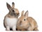 European Rabbits, Oryctolagus cuniculus, sitting