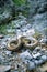 The European ratsnake or leopard snake Zamenis situla in defensive posture