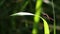 European red dragonfly resting on a green leaf next to a river on a warm and sunny summer day