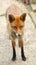 A European Red Fox Vulpes vulpes