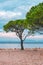 European red pine Pinus sylvestris at Croatian Adriatic sea coast in town of Crikvenica
