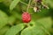 European red raspberry