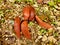 European Red Slugs