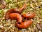 European red slugs mating