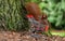 European red squirrel is collecting hazelnuts in a shopping trolley