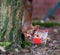 European red squirrel is hanging upside down on a tree and is collecting hazelnuts in a shopping trolley