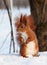 European red squirrel on snow