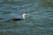 European Red throated loon (Gavia stellata)