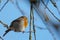 European redbreast robin sitting on branch twittering loudly with wide open beak