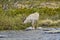 European Reindeer, Rangifer tarandus, also Caribou