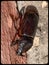 European Rhinoceros beetle discovered in Lekki Lagos Nigeria