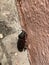 European Rhinoceros beetle discovered in Lekki Lagos Nigeria