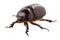 European rhinoceros beetle female