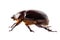 European rhinoceros beetle female