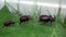 European rhinoceros beetle group