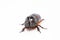 The European rhinoceros beetle is a large flying beetle