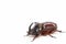 The European rhinoceros beetle is a large flying beetle