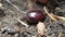 European rhinoceros beetle moving on the ground