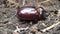 European rhinoceros beetle moving on the ground