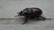 European rhinoceros beetle moving on a table