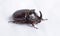 The European rhinoceros beetle or Oryctes nasicornis