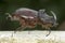 European rhinoceros beetle (Oryctes nasicornis)