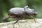 European rhinoceros beetle (Oryctes nasicornis)