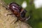 European rhinoceros beetle (Oryctes nasicornis) - insect