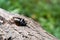 The European rhinoceros beetle on a tree